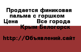 Продается финиковая пальма с горшком › Цена ­ 600 - Все города  »    . Крым,Белогорск